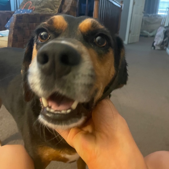 Meet your Posher, Ava - Picture 8 of 10